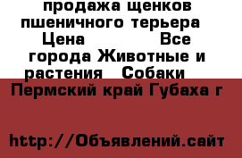 продажа щенков пшеничного терьера › Цена ­ 35 000 - Все города Животные и растения » Собаки   . Пермский край,Губаха г.